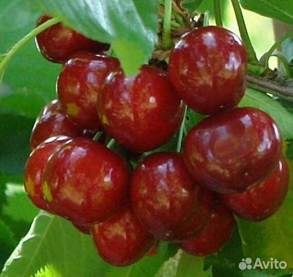 Саженцы Черешни Нью Стар
