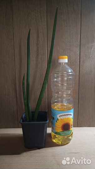 Сансиеверия цилиндрика