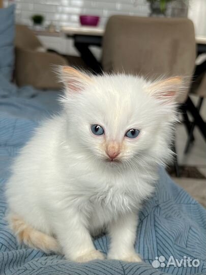 Котенок девочка