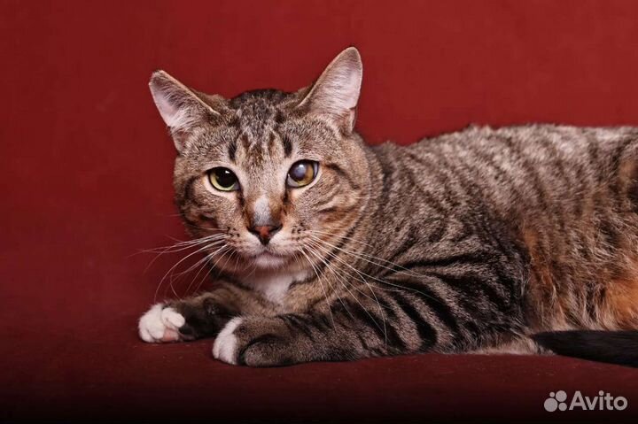 Кошки в добрые руки