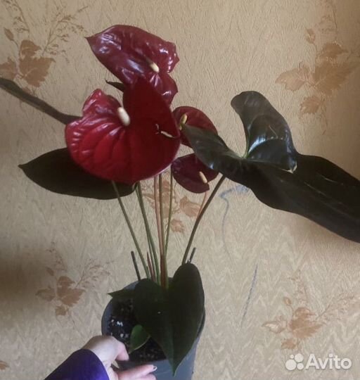 Антуриум обновление ассортимента