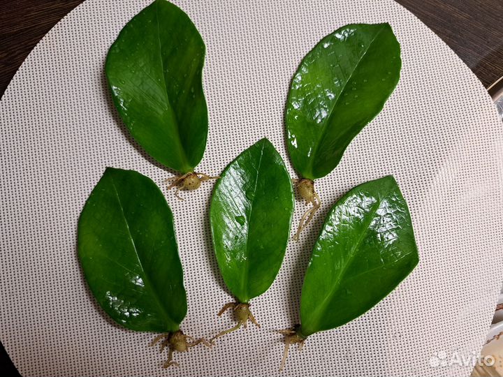 Замиокулькас листья с корнем