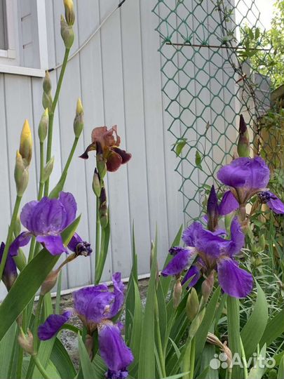 Ирисы