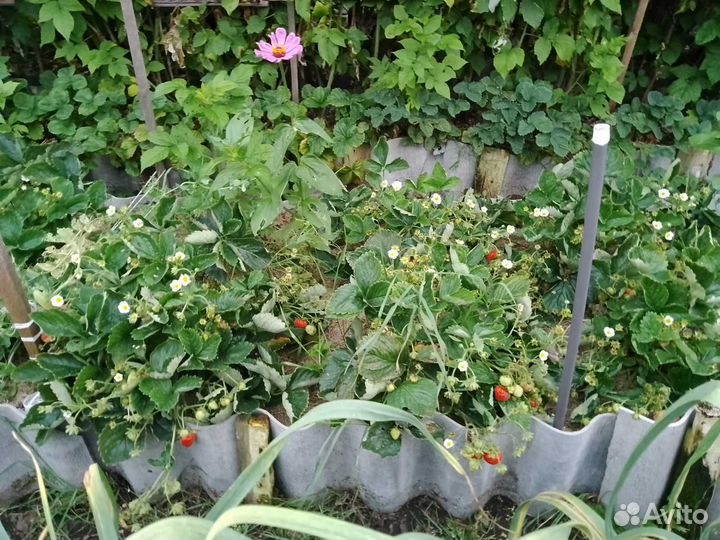 Клубника и земляника ремонтантные