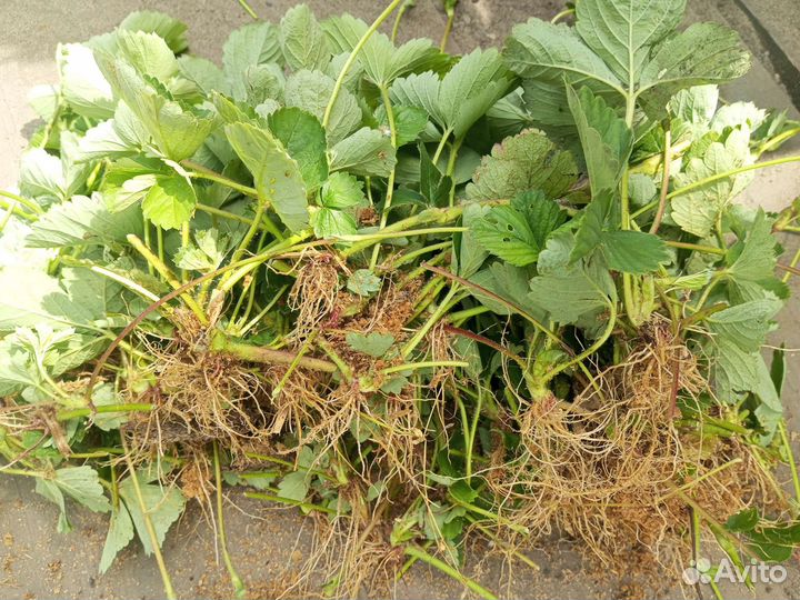 Рассада клубники