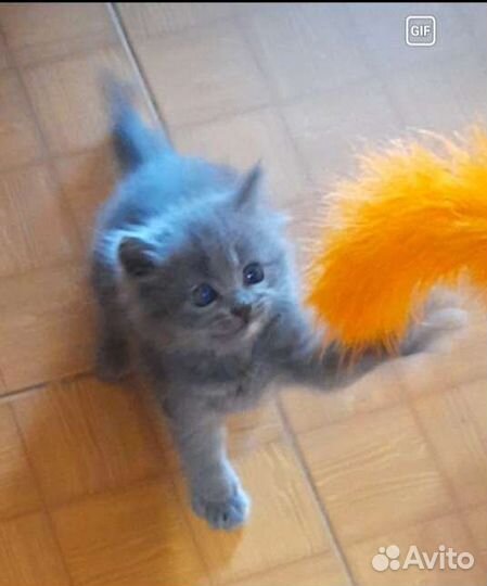 Котенок мальчик бесплатно
