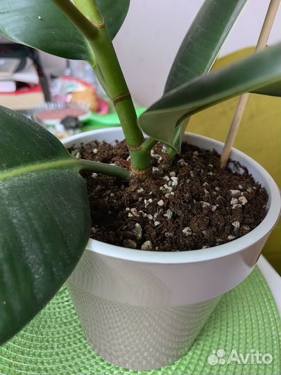 Фикус каучуконосный