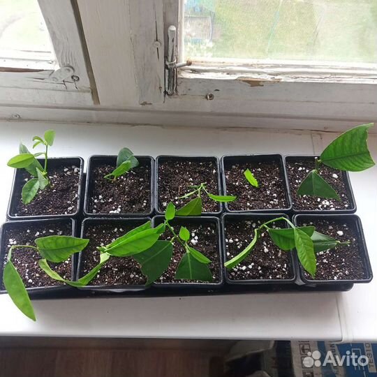 Лимонное дерево