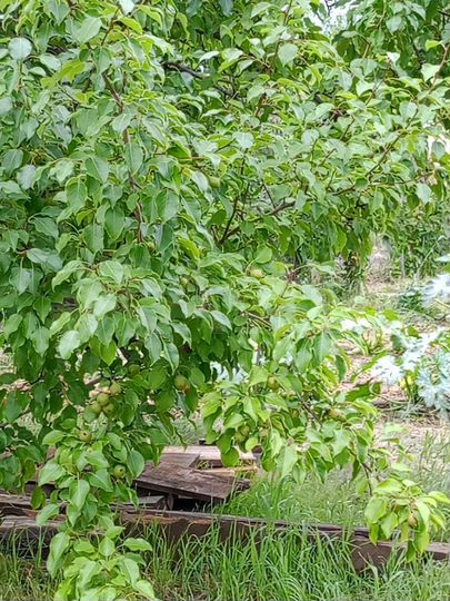 Дача 15 м² на участке 6 сот.