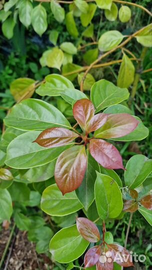 Взрослый Коричник,коричное дерево,вечнозеленое