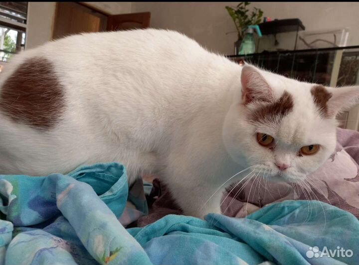 Ищу кота