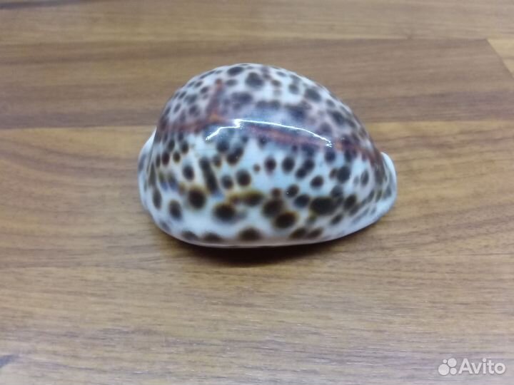 Ракушка