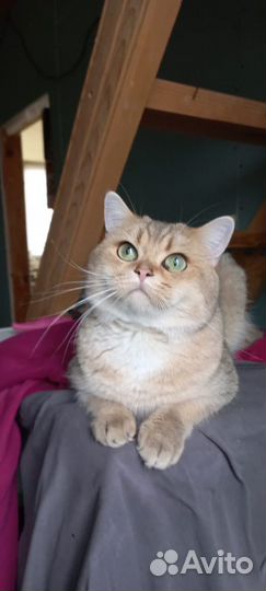 Британский кот