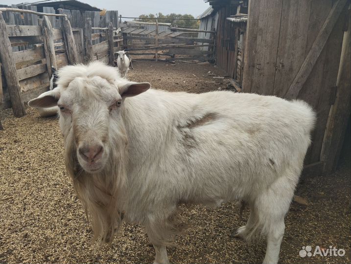 Продам зерно смесь Готовое сено Козла пламенного