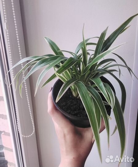 Хлорофитум сорт Лаксум