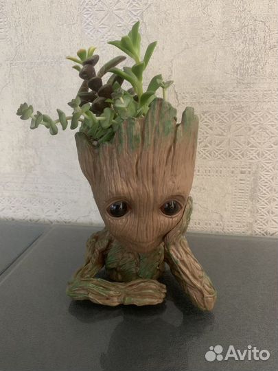 Суккуленты