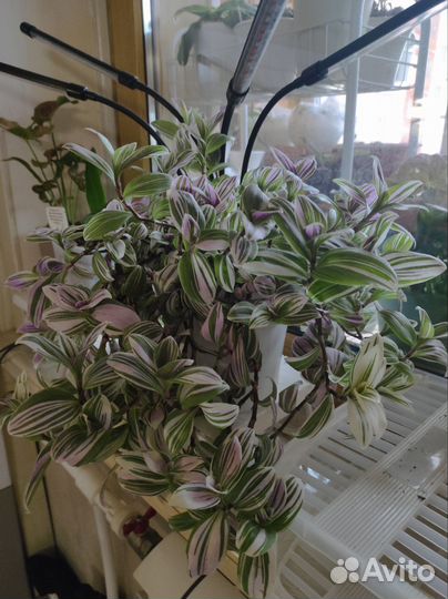 Сортовые традесканции