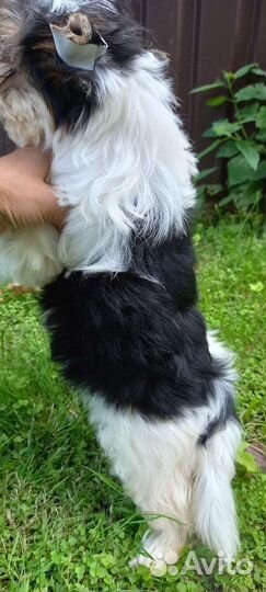 Девочка красавица