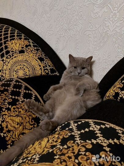Кот на вязку