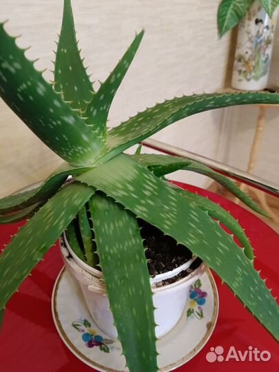 Алоэ вера растение3 года