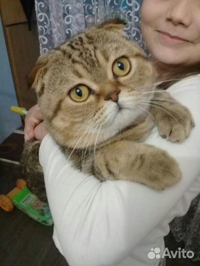 Британец вязка