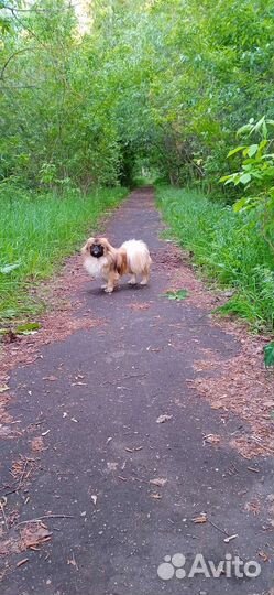 Вязка пекинес