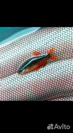 Данио margaritatus