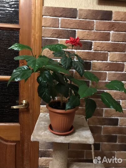 Комнатные цветы