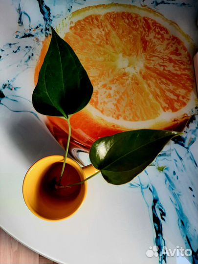 Антуриум черный, красный, Маммиллярия удлиненная