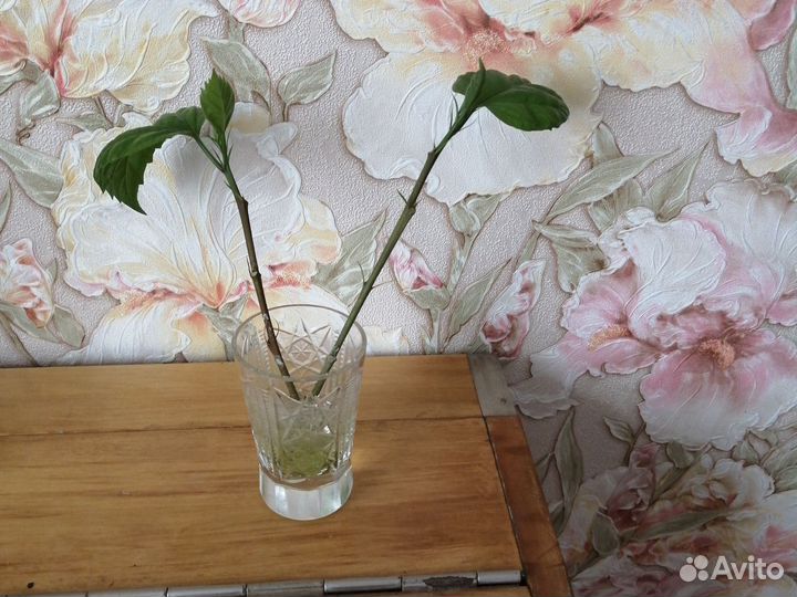 Китайская роза отросток с корнями