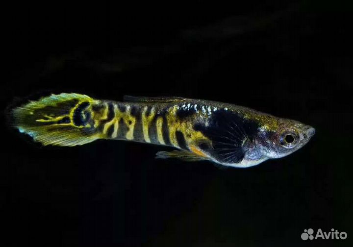 Гуппи желтый тигр, моллинезия Снежинка