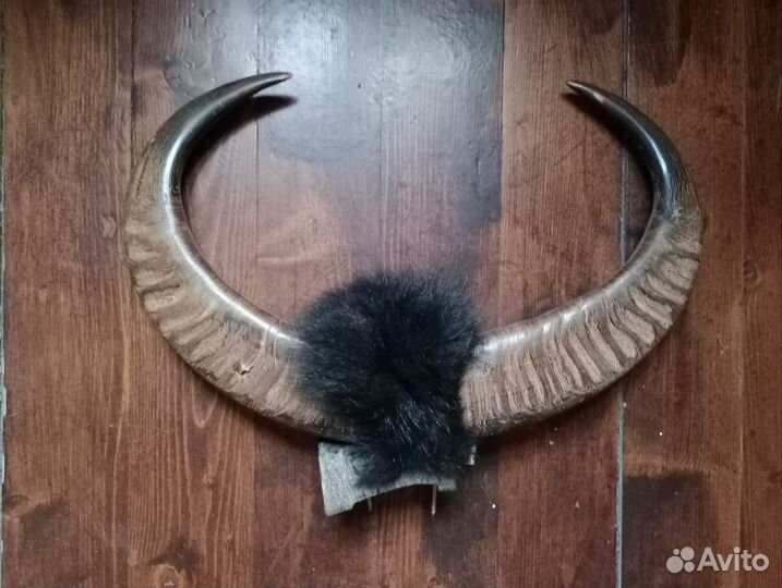 Buffalo Horn (рога буйвола)