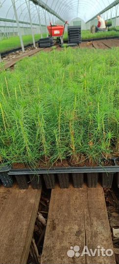 Саженцы сосны и ели окс оптом