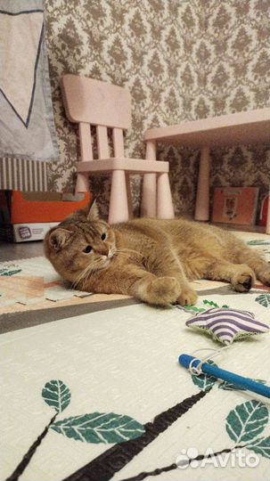 Передержка кошек и собак в домашних условиях