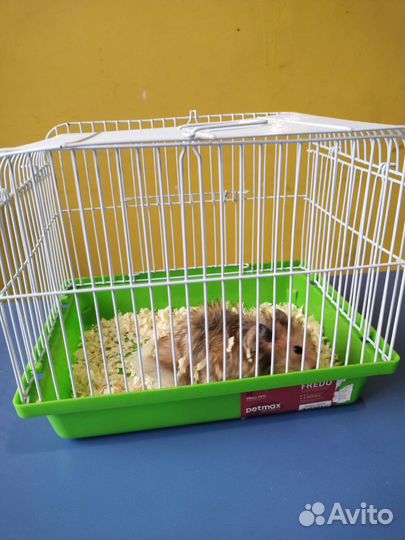 Сирийский хомяк с клеткой