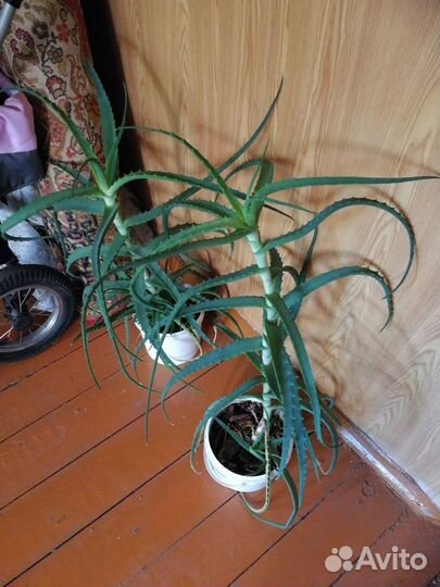 Алоэ древо видное лекарственные