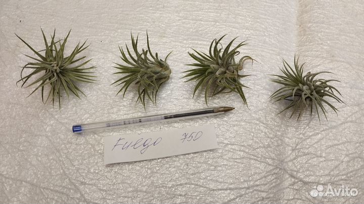 Tillandsii-тилландсии