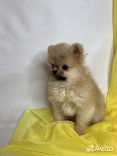 Мини шпиц мальчик