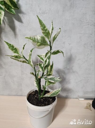 Педилантус