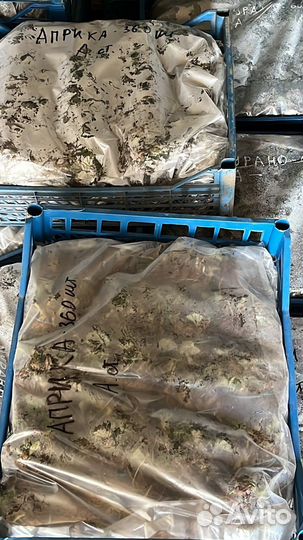 Рассада клубники Фриго