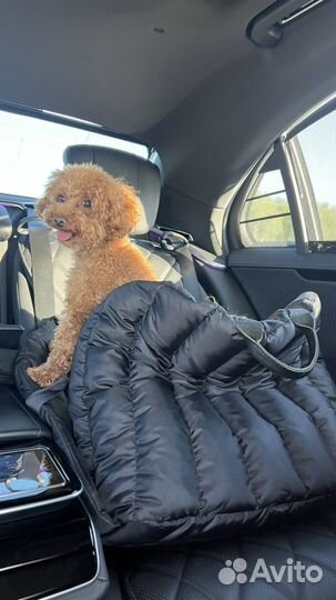 Той пудель вязка кабель (развязан)