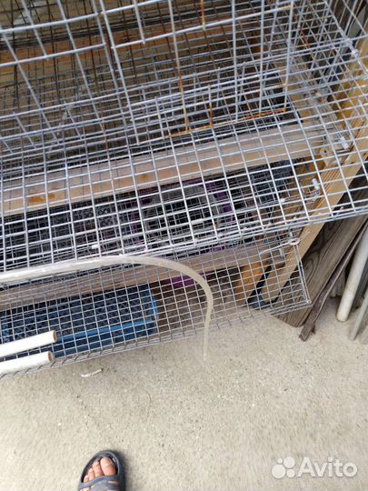 Клетки для перепелов