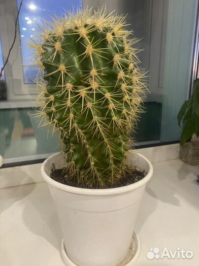 Фикус, спатифллюм