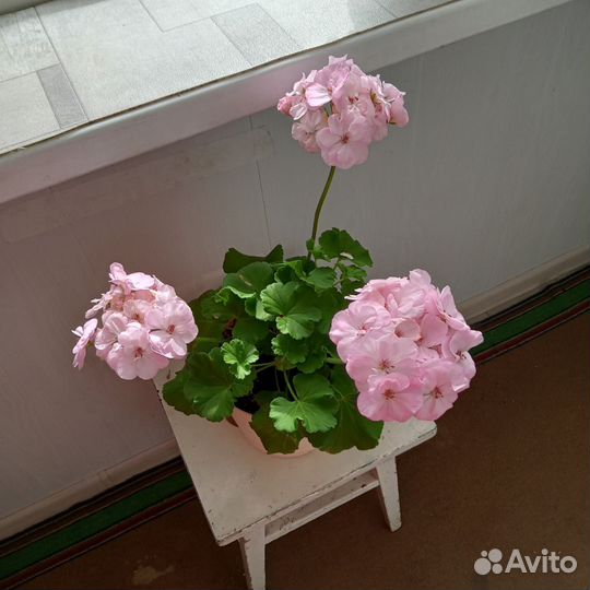 Пеларгония, герань Абакан