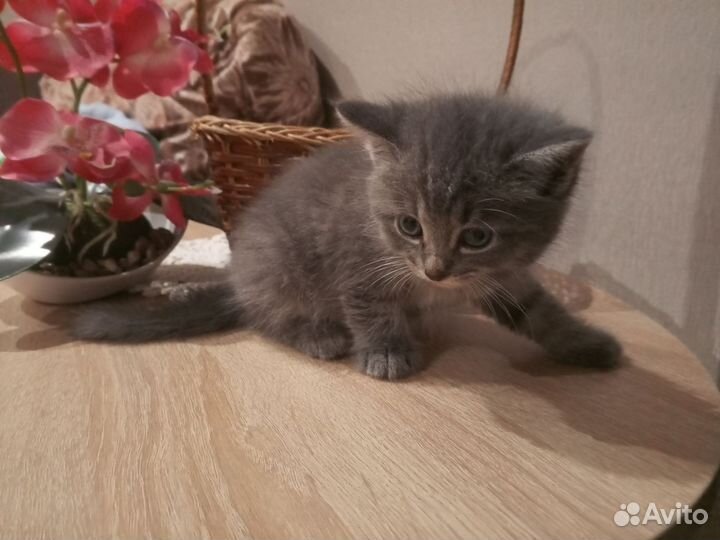 Отдам в добрые руки