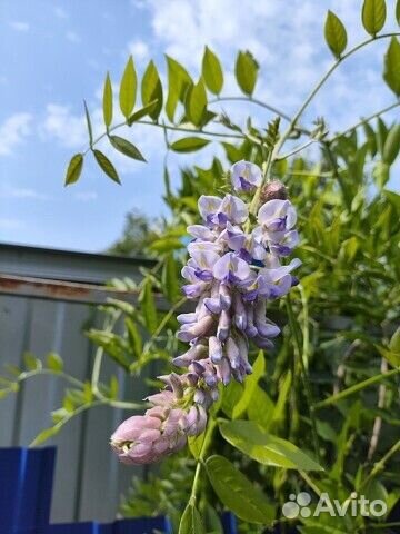 Семена редкого растения Глицинии Блю мун