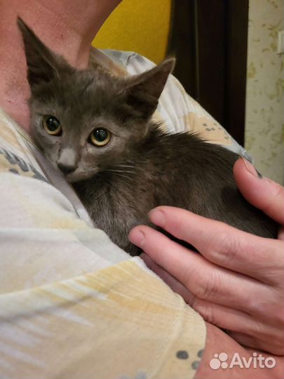 Котик серо- голубой в дар