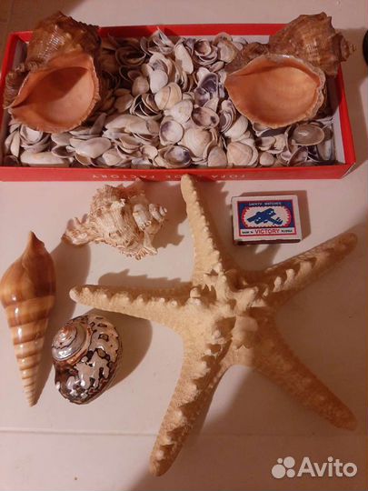 Морская звезда, раковины, ракушки