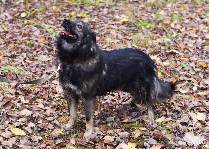 Собака Моцарт из приюта в добрые руки бесплатно