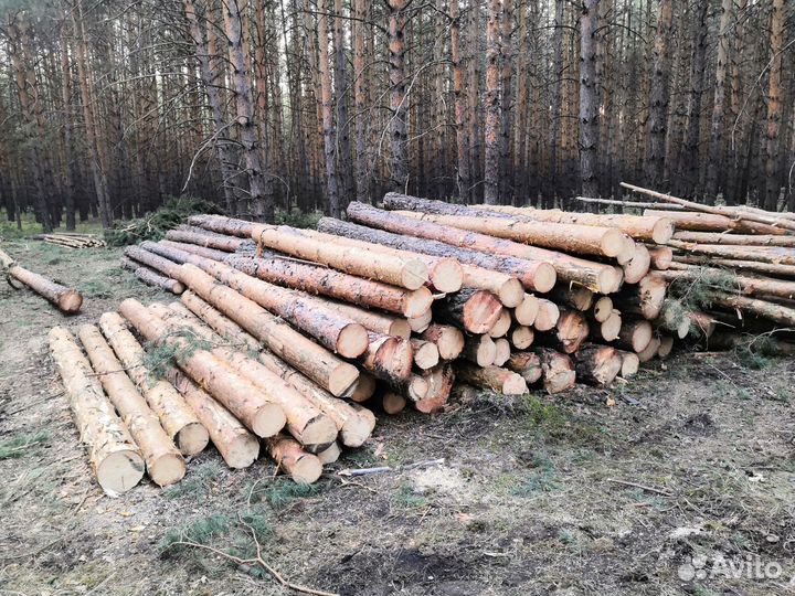 Лес кругляк сосна